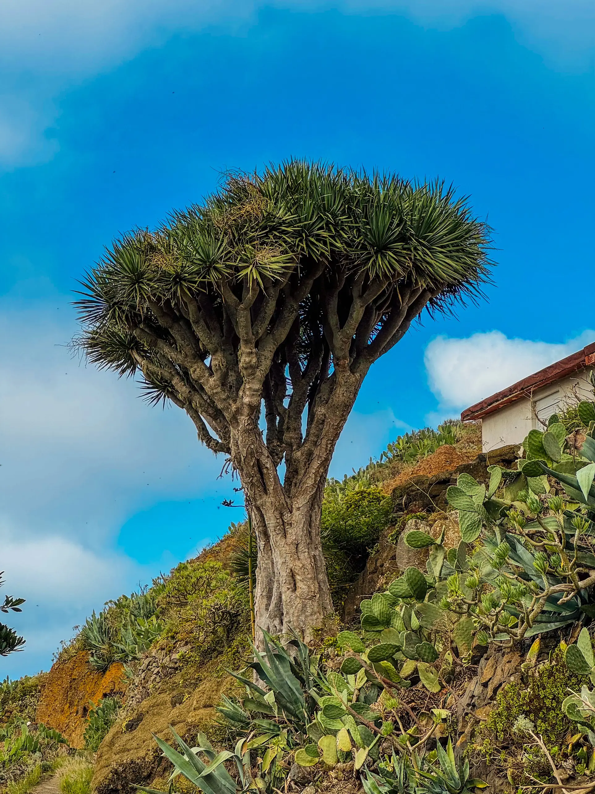 Tenerife